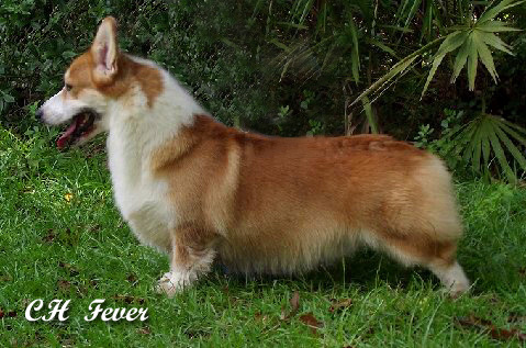 Noble clearance hearts corgi